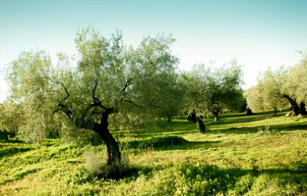 Ξενάγηση στον κόσμο του Ελαιόλαδου