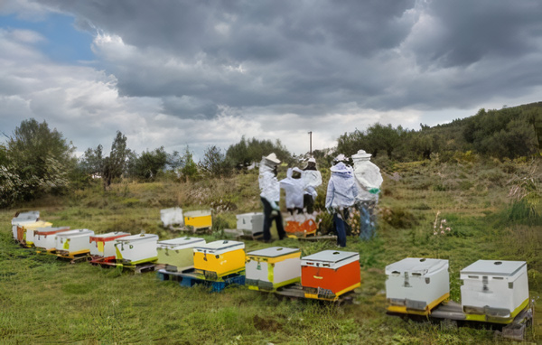 Μελισσοκόμος για μία ημέρα